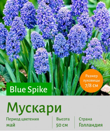  Мускари (Muscari) Blue Spike